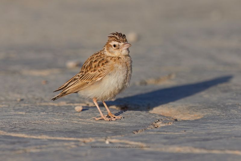 Starks lark - Spizocorys starki