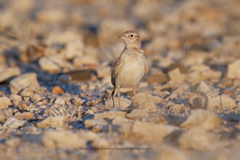 Starks lark - Spizocorys starki