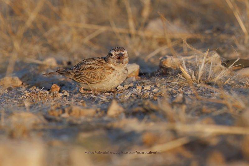 Starks lark - Spizocorys starki