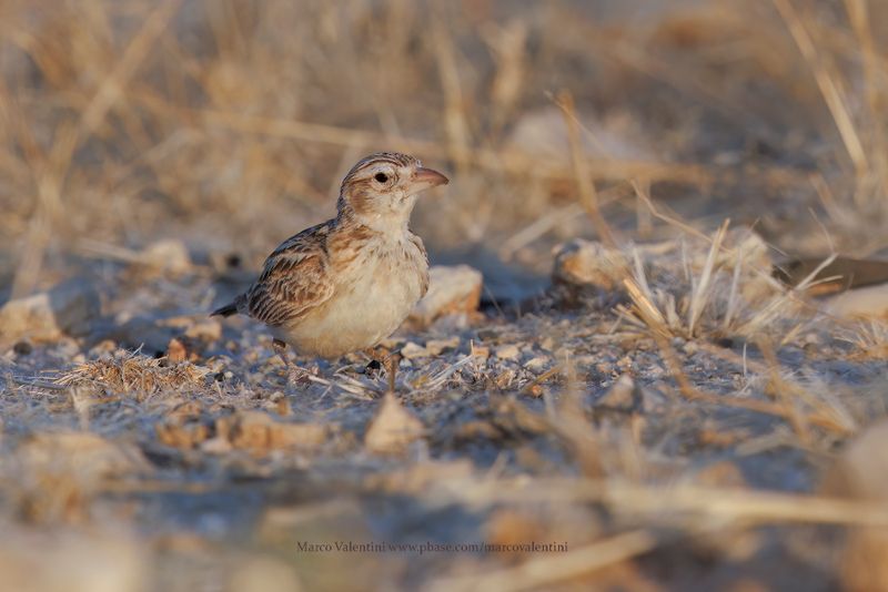Starks lark - Spizocorys starki
