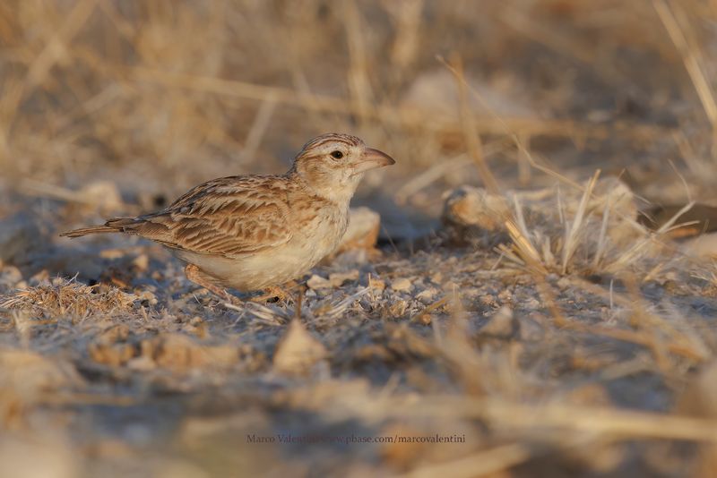 Starks lark - Spizocorys starki