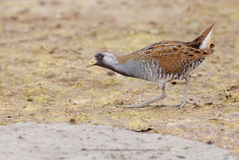 Sora - Porzana carolina