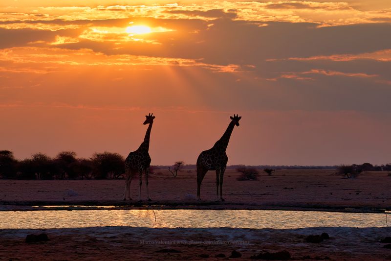 Angolan Giraffe - Giraffa camelopardalis angolensis