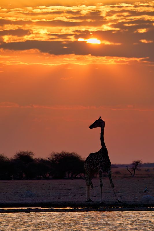 Angolan Giraffe - Giraffa camelopardalis angolensis