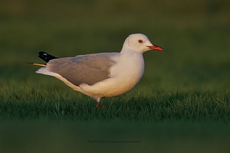 Hartlaub's Gull - Larus hartlaubi