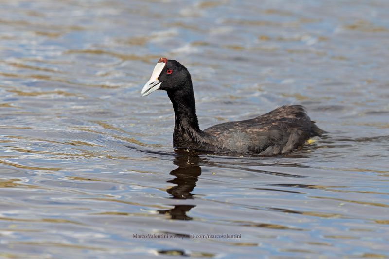 Red-knobbed Coot - Fulica cristata