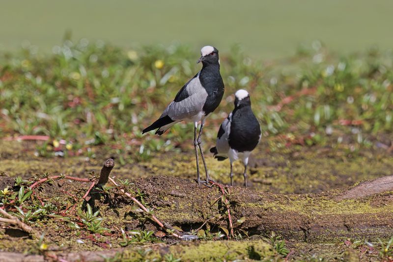 Blacksmith Plover - Vanellus armatus