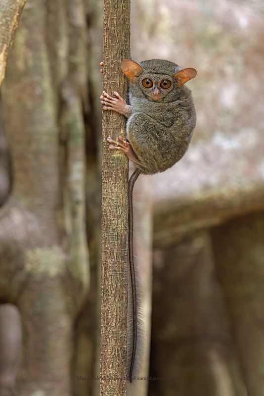 Eastern Tarsier - Tarsius tarsier