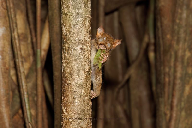 Eastern Tarsier - Tarsius tarsier