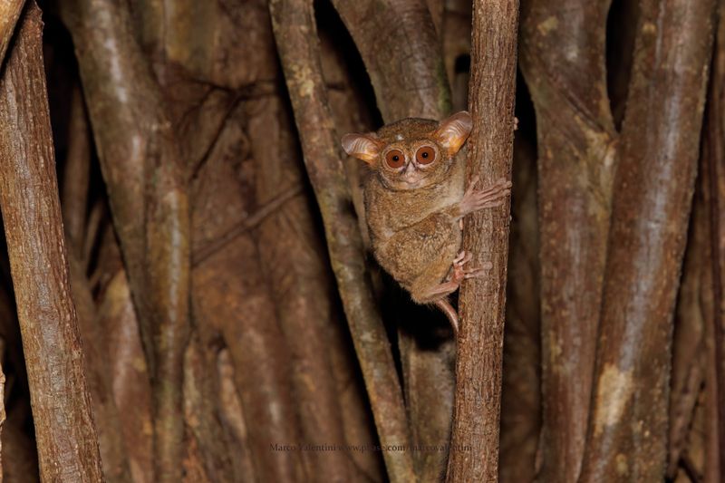 Eastern Tarsier - Tarsius tarsier