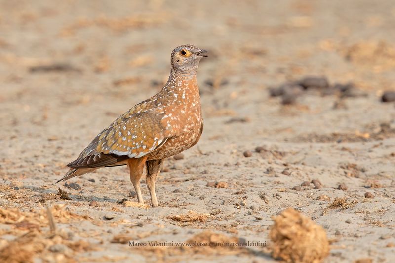 Burchells Sandgrouse - Pterocles burchelli