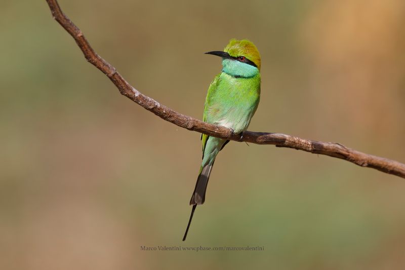 Green Bee-eater - Merops orientalis