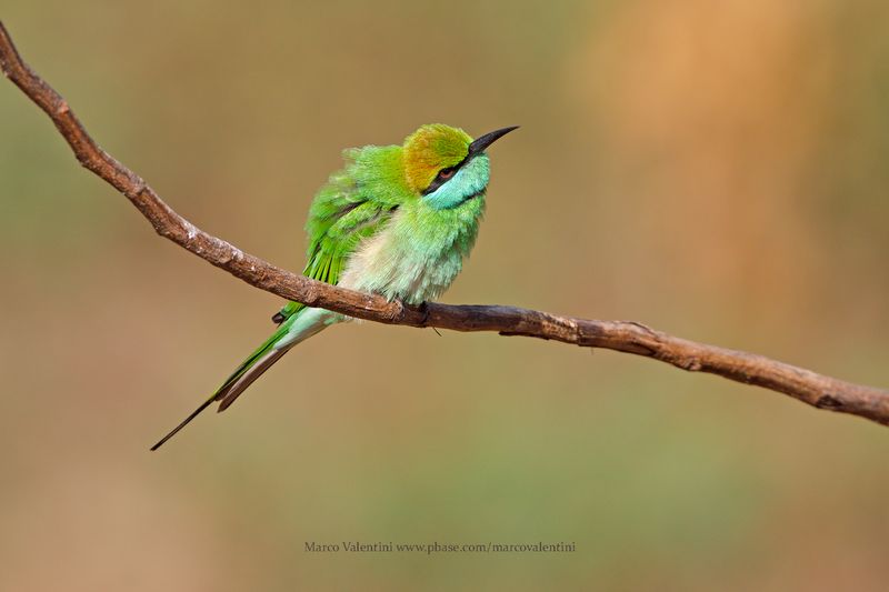 Green Bee-eater - Merops orientalis