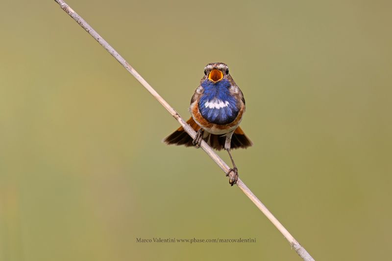 Bluethroat - Luscinia svecica