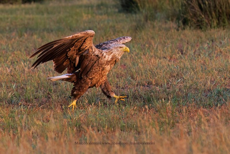 White-tailed Eagle - Haliaetus albicilla