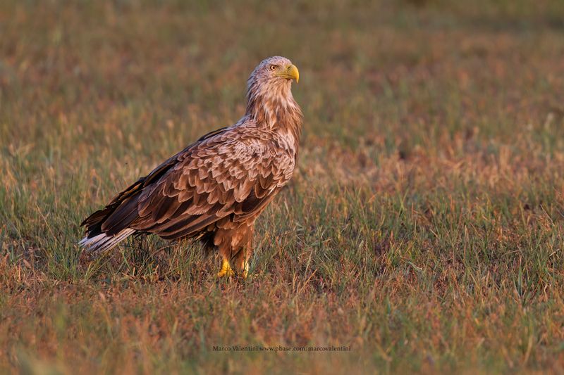 White-tailed Eagle - Haliaetus albicilla