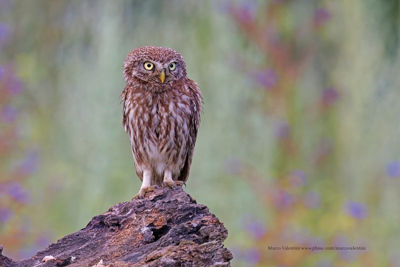 Little Owl - Athene noctua