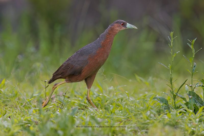 Isabelline Bush-hen - Amauornis isabellina