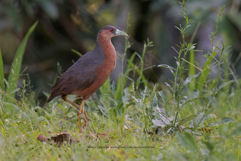 Isabelline Bush-hen - Amauornis isabellina