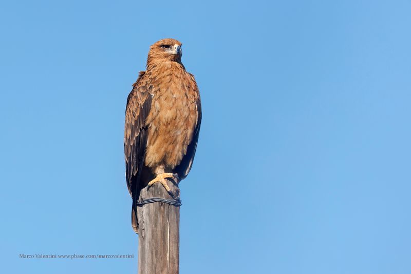 Tawny Eagle - Aquila rapax