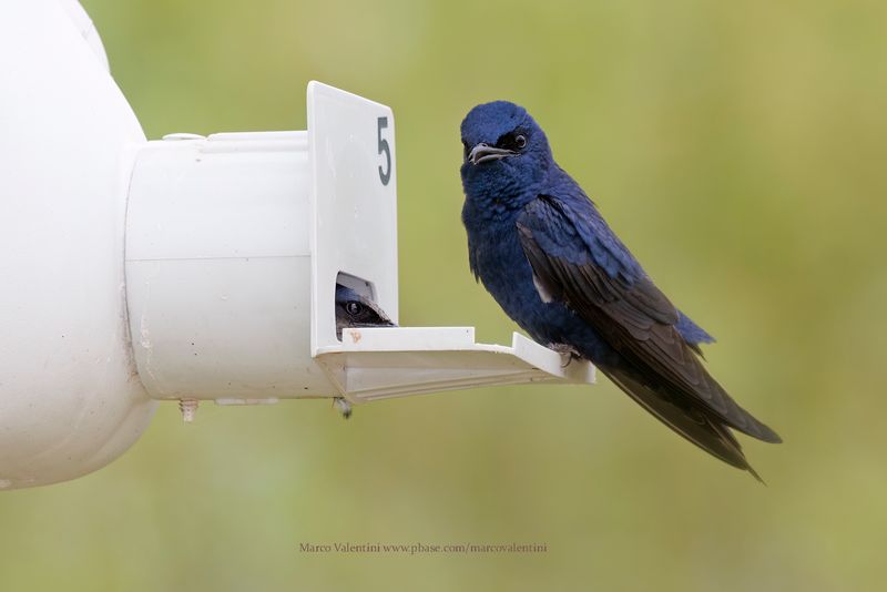 Purple Martin - Progne subis