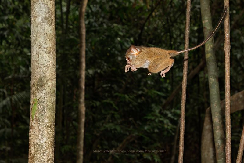 Gursky's Spectral Tarsius - Tarsius spectrumgurskiae