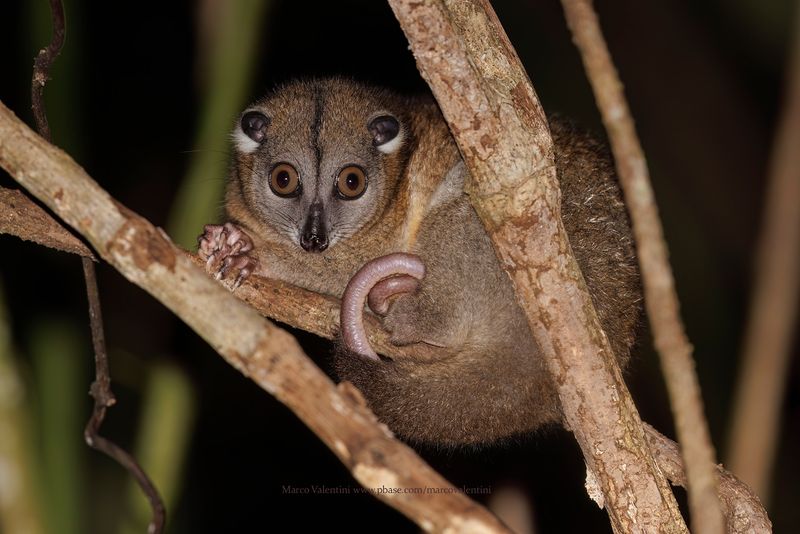 Moluccan Couscous - Phalanger ornatus