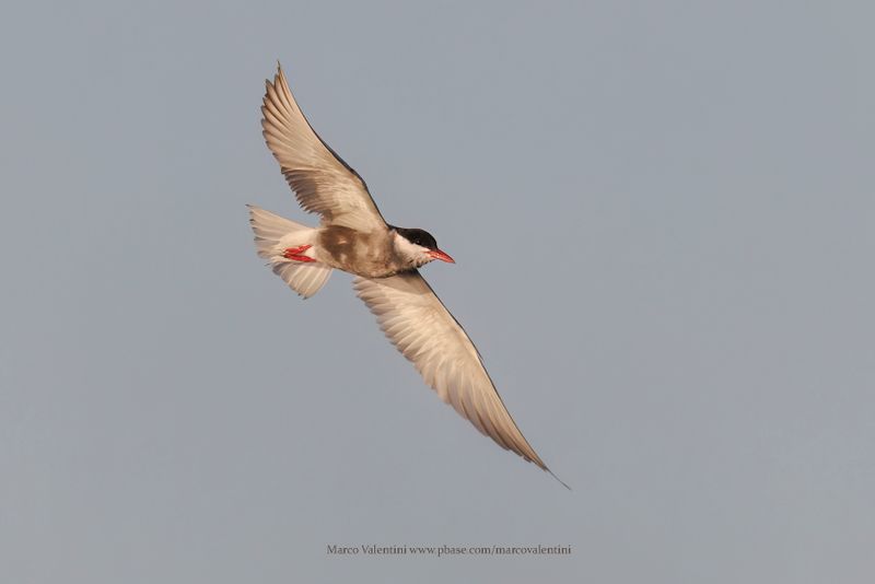 Whiskered tern - Chlidonias hybridus