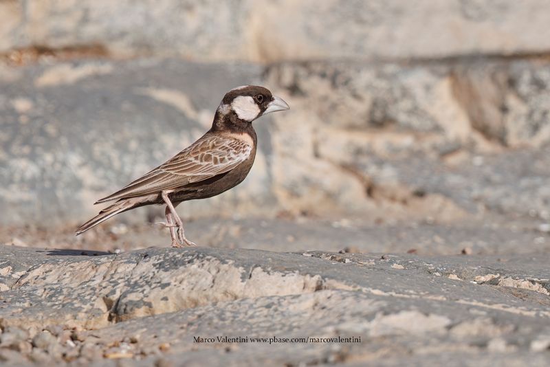 Grey-backed Sparrow-lark - Eremopteryx verticalis