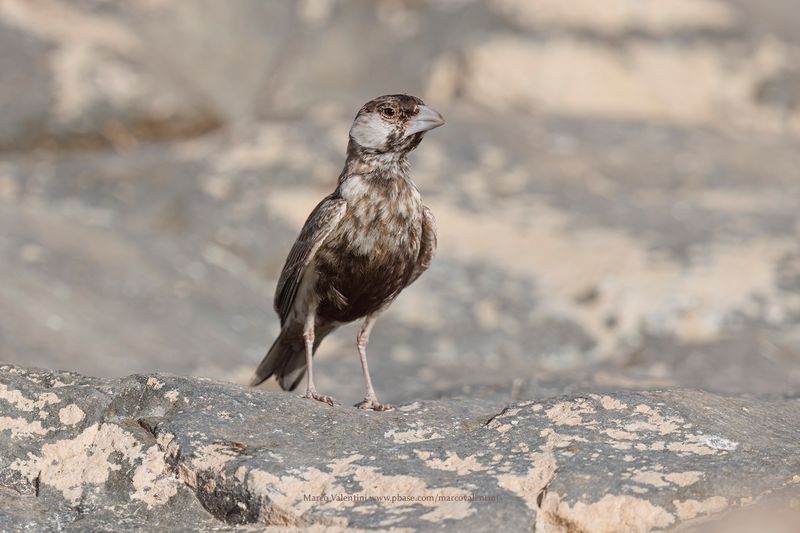 Grey-backed Sparrow-lark - Eremopteryx verticalis