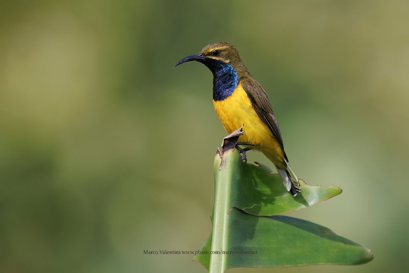 Olive-backed Sunbird - Cinnyris jugularis