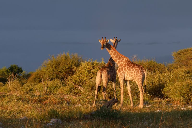 Angolan Giraffe - Giraffa camelopardalis angolensis