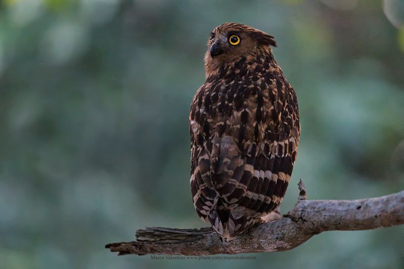 Buffy Fish-owl - Ketupa ketupu