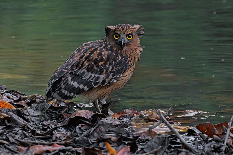 Buffy Fish-owl - Ketupa ketupu