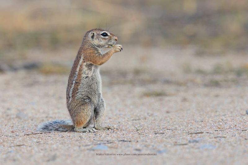 Cape Ground squirrel - Xerus inauris