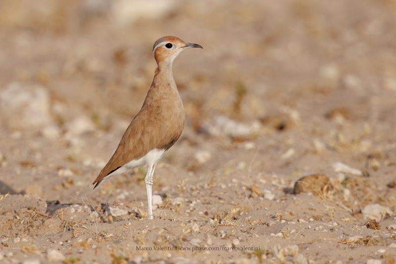 Burchell's Courser - Cursorius rufus