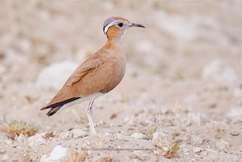 Burchell's Courser - Cursorius rufus