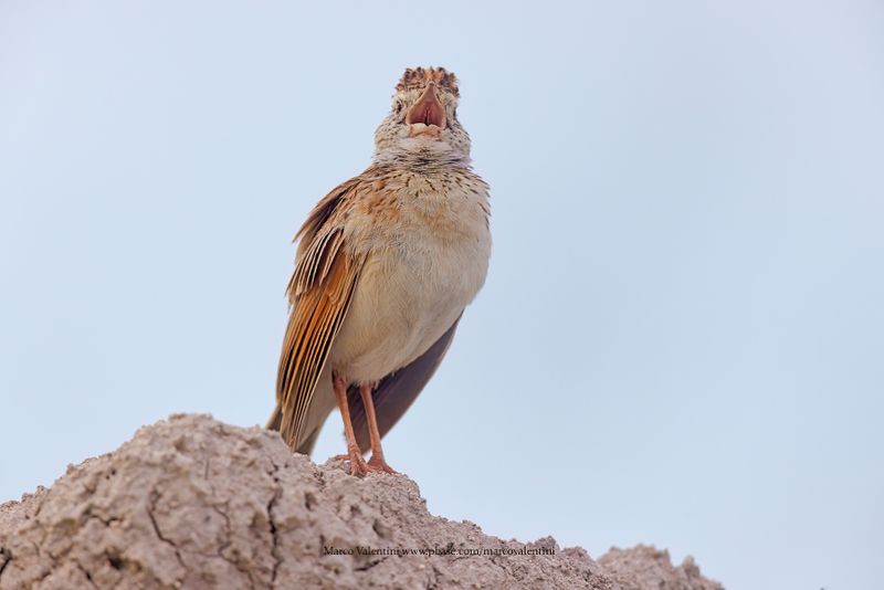 Rufous-naped Lark - Mirafra africana