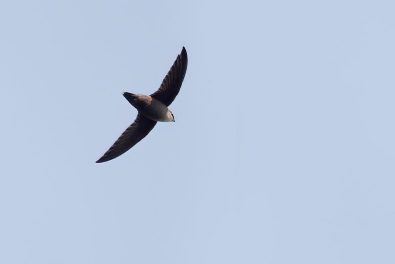 Chimney Swift - Chaetura pelagic