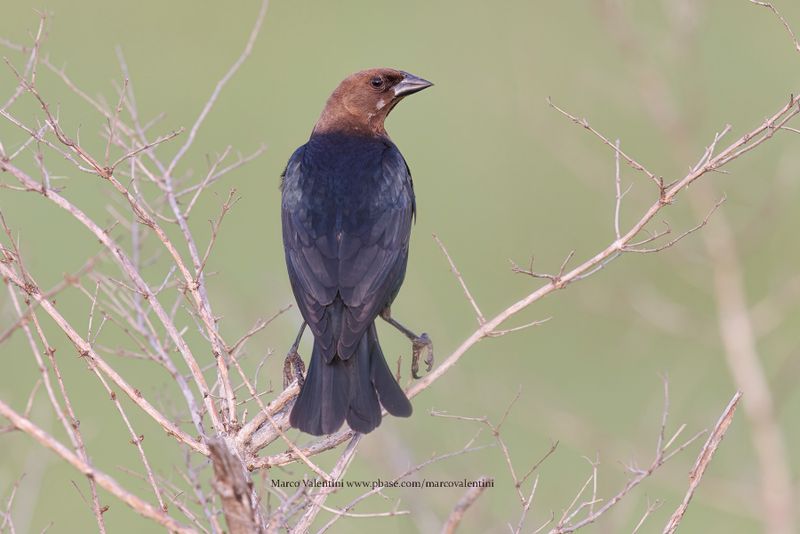 Brown-headed cowbird - Molothrus ater