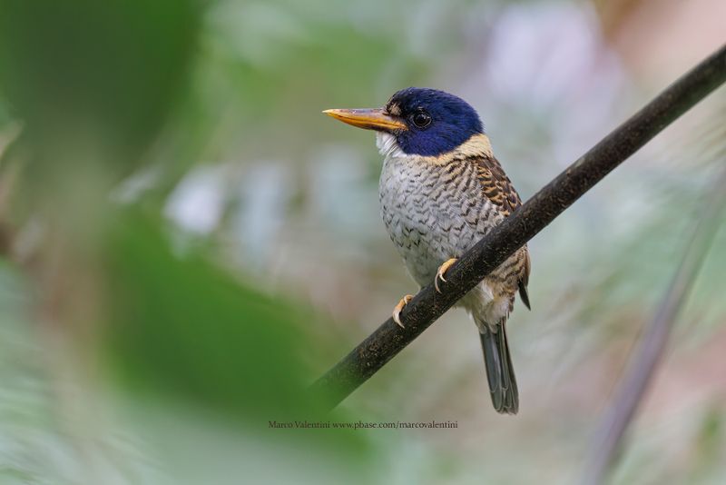 Scaly-breasted Kingfisher - Actenoides princeps