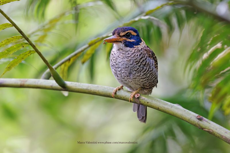 Scaly-breasted Kingfisher - Actenoides princeps