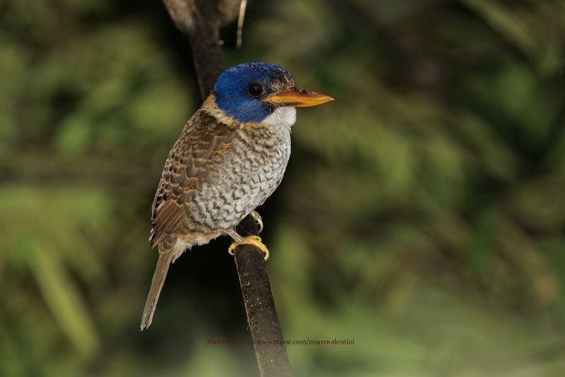 Scaly-breasted Kingfisher - Actenoides princeps