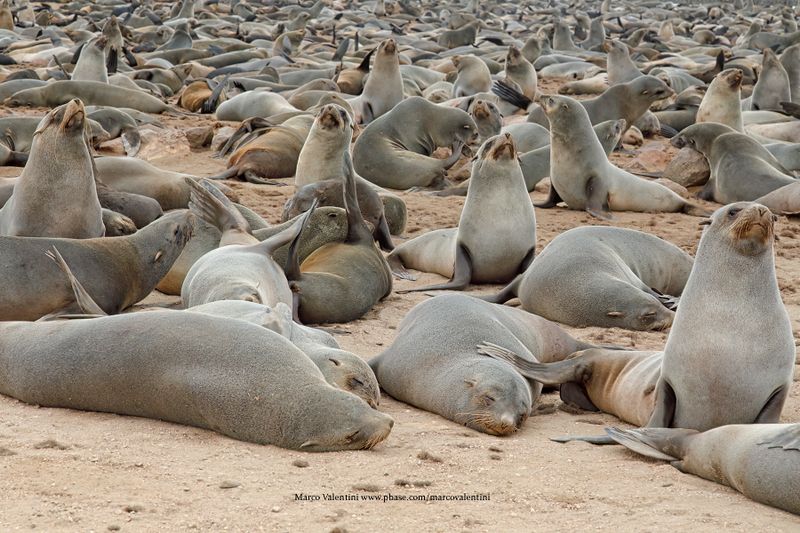 Cape fur seal - Arctocephalus pusillus