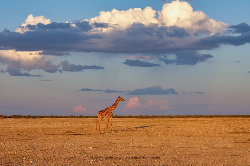 Angolan Giraffe - Giraffa camelopardalis angolensis