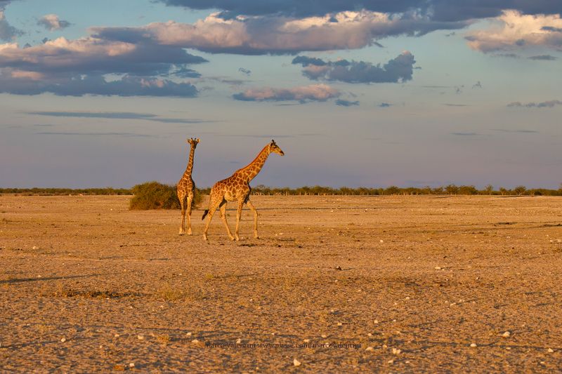 Angolan Giraffe - Giraffa camelopardalis angolensis