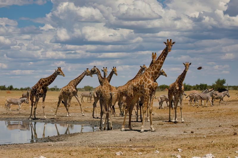 Angolan Giraffe - Giraffa camelopardalis angolensis
