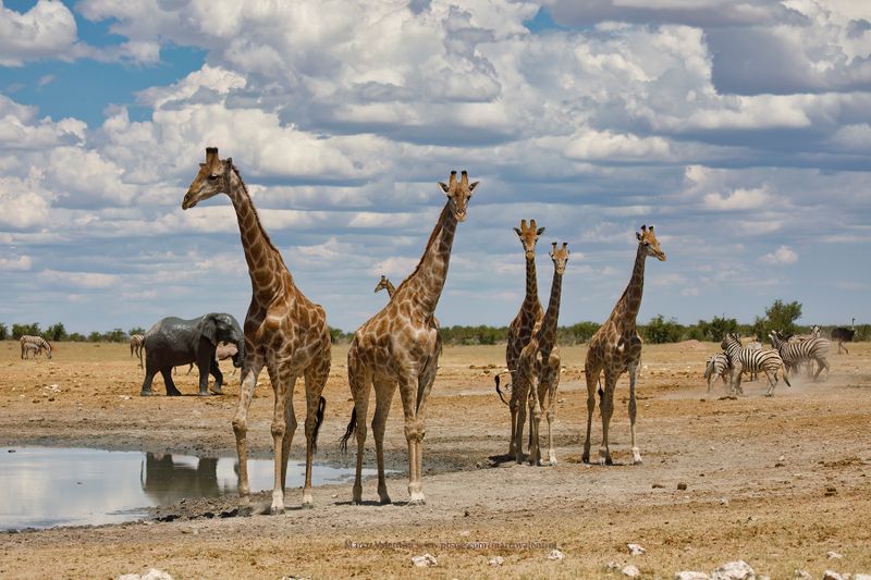Angolan Giraffe - Giraffa camelopardalis angolensis