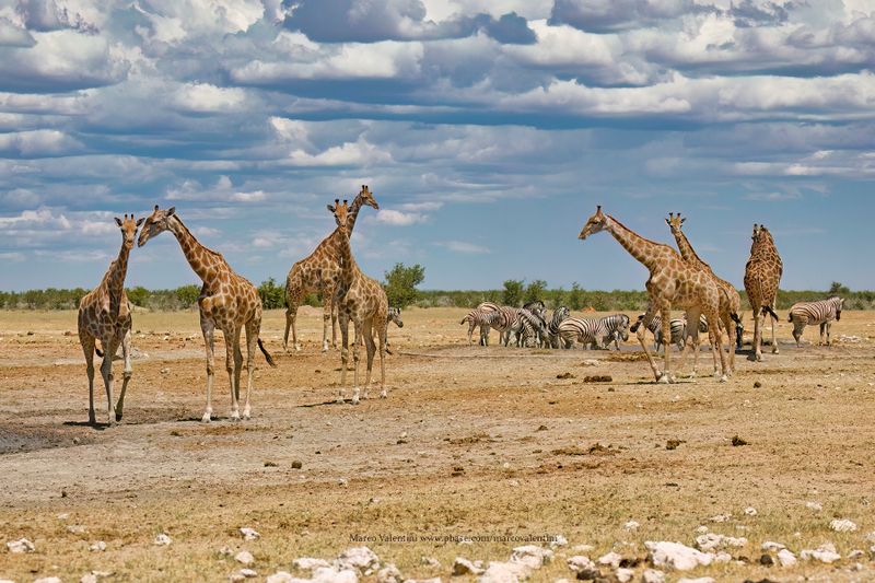 Angolan Giraffe - Giraffa camelopardalis angolensis