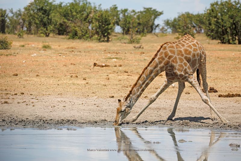 Angolan Giraffe - Giraffa camelopardalis angolensis